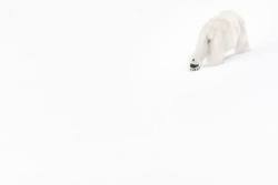 Vincent Munier - Im Eisigen Weiss