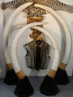 Elfenbeinstoßzähne - Leopard Trophäe - Militaria u.v.a. 