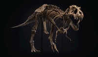 Stegosaurus Skelett mit 44,6 Millionen Dollar teuerstes Fossil